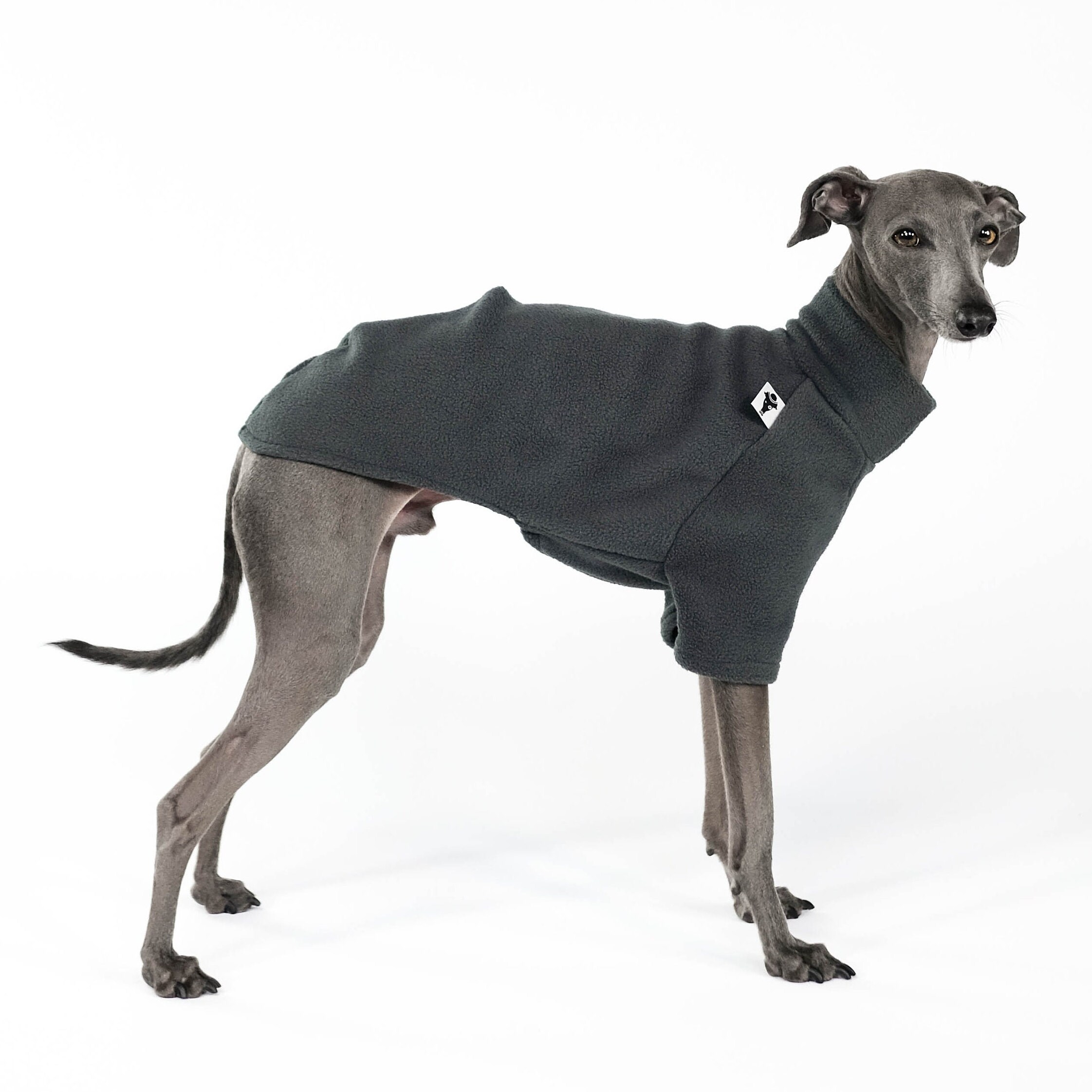 Greyhound Racing Greyhound Vet Near Me Greyhound Digging