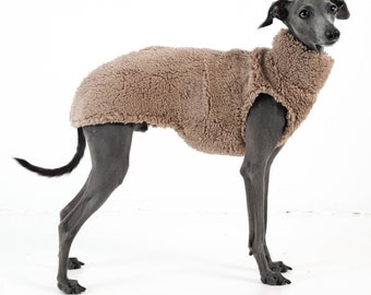 Teddy long shirt for Italian Greyhound brown