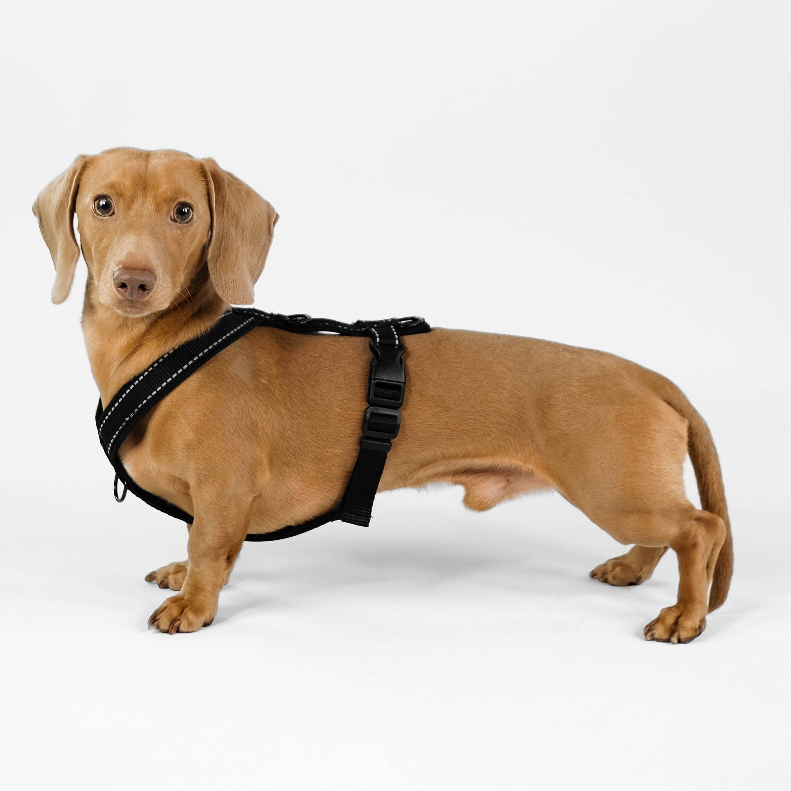 Dachshund Harness
