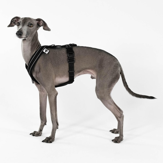 SOFTSHELL DOG HARNESS for Italian Greyhound in All Black