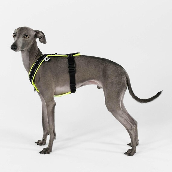 SOFTSHELL DOG HARNESS for Italian Greyhound in Neon Yellow