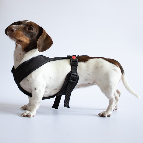 Which Harness Is Best For Dachshunds