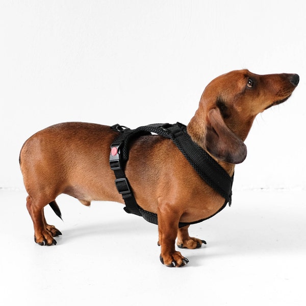 Dachshund Harness Black