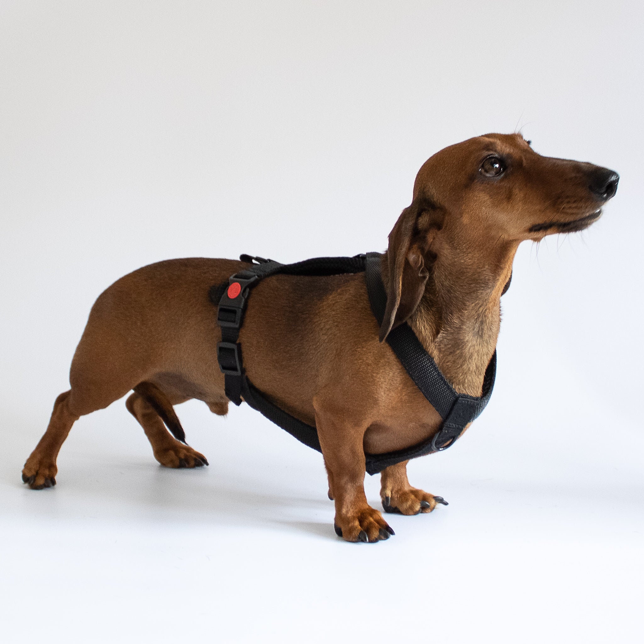 Should Dachshunds Wear Harness