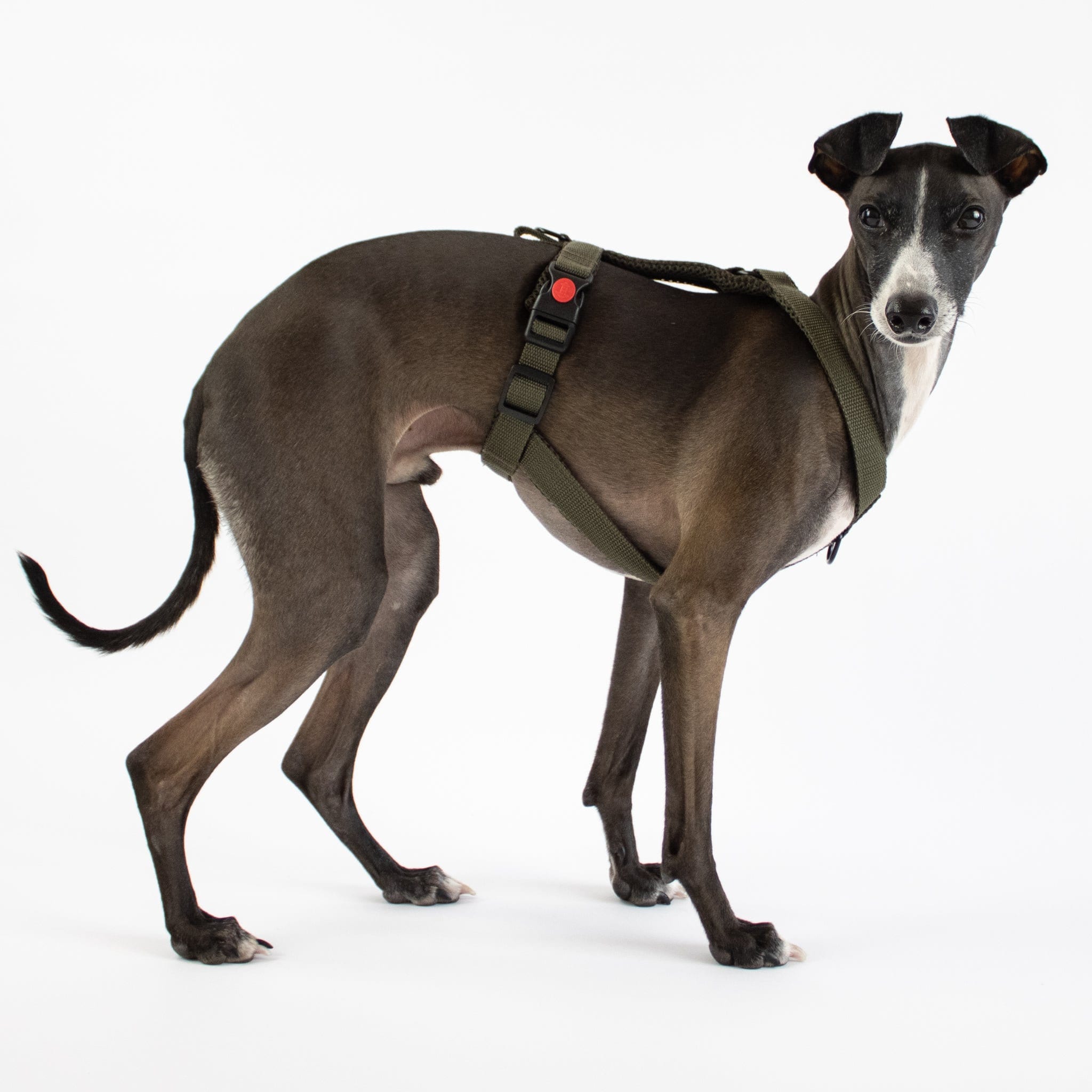 Can Greyhounds Wear Harness