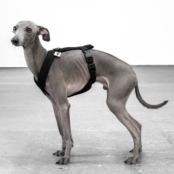 Y-Harness for Italian Greyhound Black