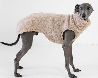 Italian Greyhound Jumper Teddy