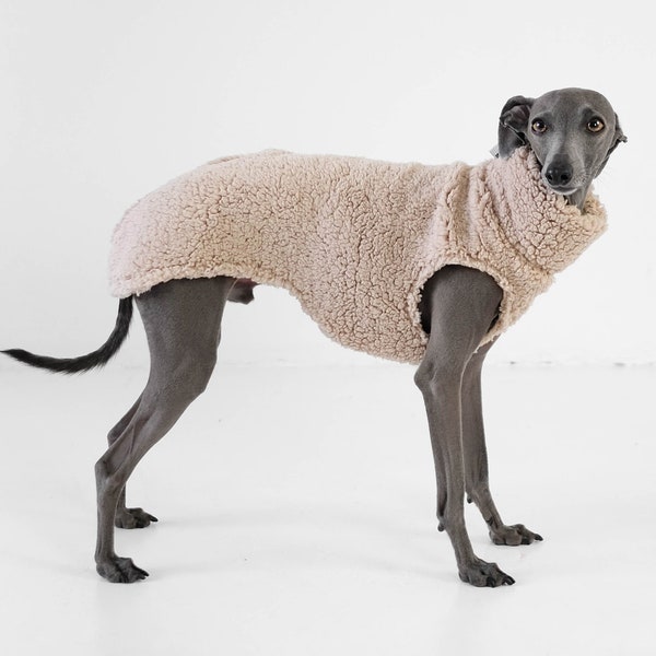 Italian Greyhound Jumper Teddy