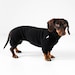 see more listings in the Dachshund section