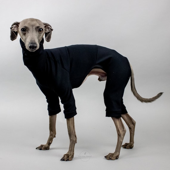 How Much Does Italian Greyhound Maintenance Cost