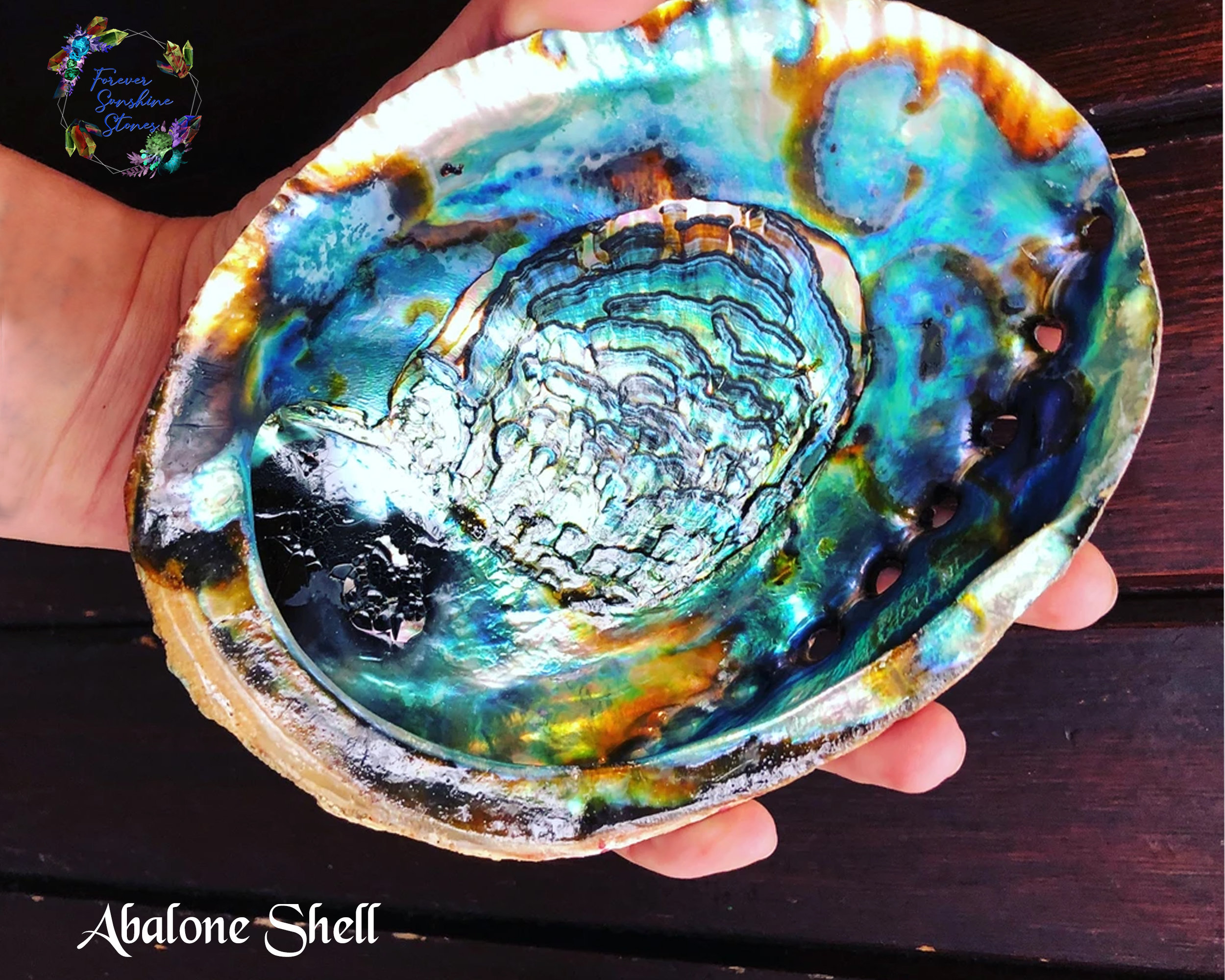 Concha de abulón original / Concha de mar de abulón / Concha | Etsy