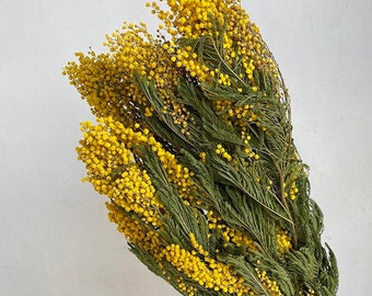 Acacia en fleurs, mimosa séché, jaune vif naturel