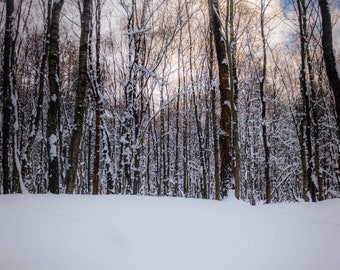 Winter Tranquility