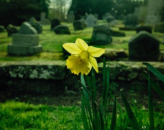 Growth: A Daffodil's Story