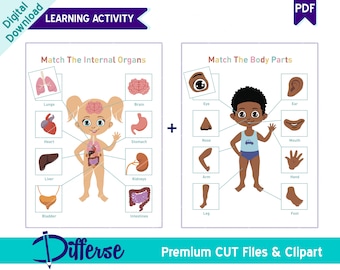 Atividade de Aprendizagem sobre Partes e Órgãos do Corpo Humano para Crianças | Pôster do Corpo Humano | Aprendizagem Infantil | Órgãos Humanos | Anatomia Humana para Crianças | Atividades Infantis