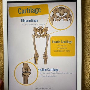 Peut inclure: Une illustration num&eacute;rique de trois types de cartilage : fibrocartilage, cartilage &eacute;lastique et cartilage hyalin. Chaque type de cartilage est illustr&eacute; par un sch&eacute;ma du squelette humain, mettant en &eacute;vidence l'emplacement du cartilage. Le texte d&eacute;crit la fonction et l'emplacement de chaque type de cartilage. L'image comprend le texte "Cartilage", "Fibrocartilage", "Grande r&eacute;sistance &agrave; la traction", "Cartilage &eacute;lastique", "Trouv&eacute; dans : &Eacute;piglotte cartilage dans les oreilles", "Cartilage hyalin", "Soutien, flexibilit&eacute; et r&eacute;silience", "Le plus abondant", et "@dylan.dynamic.rmt".