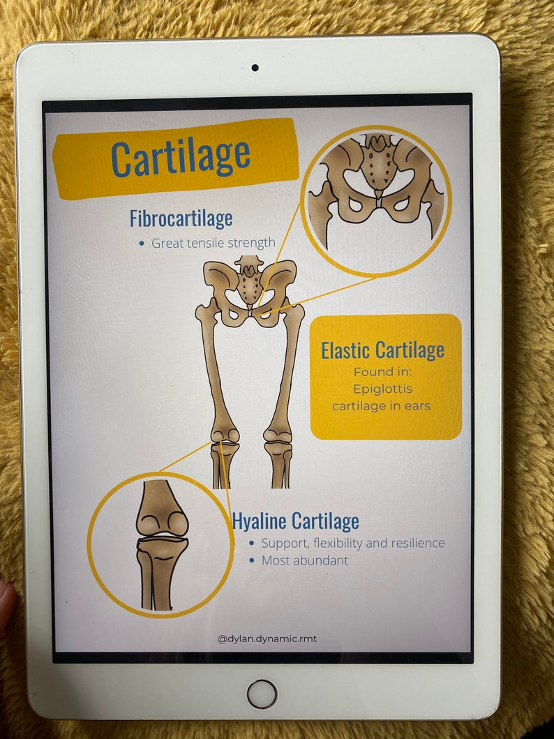 Peut inclure: Une illustration num&eacute;rique de trois types de cartilage : fibrocartilage, cartilage &eacute;lastique et cartilage hyalin. Chaque type de cartilage est illustr&eacute; par un sch&eacute;ma du squelette humain, mettant en &eacute;vidence l'emplacement du cartilage. Le texte d&eacute;crit la fonction et l'emplacement de chaque type de cartilage. L'image comprend le texte "Cartilage", "Fibrocartilage", "Grande r&eacute;sistance &agrave; la traction", "Cartilage &eacute;lastique", "Trouv&eacute; dans : &Eacute;piglotte cartilage dans les oreilles", "Cartilage hyalin", "Soutien, flexibilit&eacute; et r&eacute;silience", "Le plus abondant", et "@dylan.dynamic.rmt".