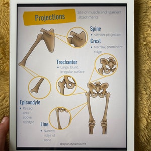 Peut inclure: Diagramme d'un squelette humain avec des &eacute;tiquettes pour diff&eacute;rentes projections osseuses, notamment l'&eacute;pine, la cr&ecirc;te, le trochanter, l'&eacute;picondyle et la ligne. Le texte "Projections" est en haut du diagramme, et le texte "Site of muscle and ligament attachments" est en dessous. Le texte "@dylan.dynamic.rmt" est en bas du diagramme.