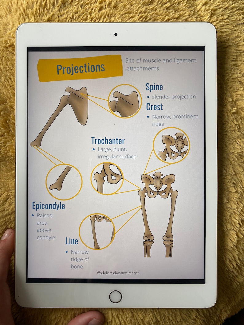 Peut inclure: Diagramme d'un squelette humain avec des &eacute;tiquettes pour diff&eacute;rentes projections osseuses, notamment l'&eacute;pine, la cr&ecirc;te, le trochanter, l'&eacute;picondyle et la ligne. Le texte "Projections" est en haut du diagramme, et le texte "Site of muscle and ligament attachments" est en dessous. Le texte "@dylan.dynamic.rmt" est en bas du diagramme.