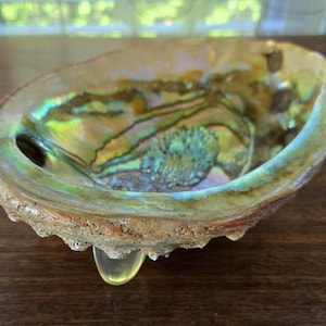 May include: A large iridescent abalone shell with a natural, rough exterior. The inside of the shell is smooth and has a beautiful, multi-colored, pearlescent sheen.