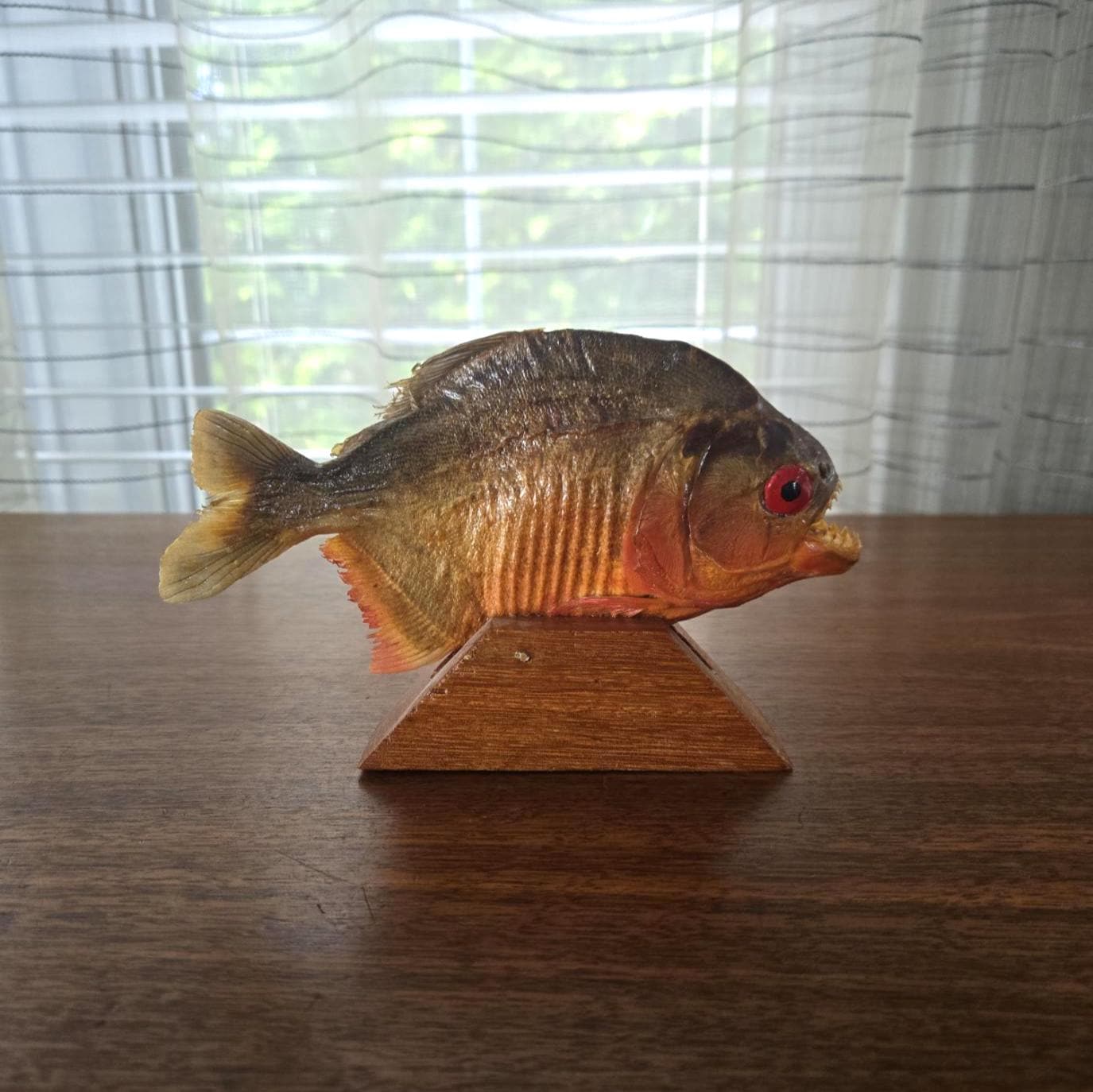 Piranha fish taxidermy - Etsy 日本