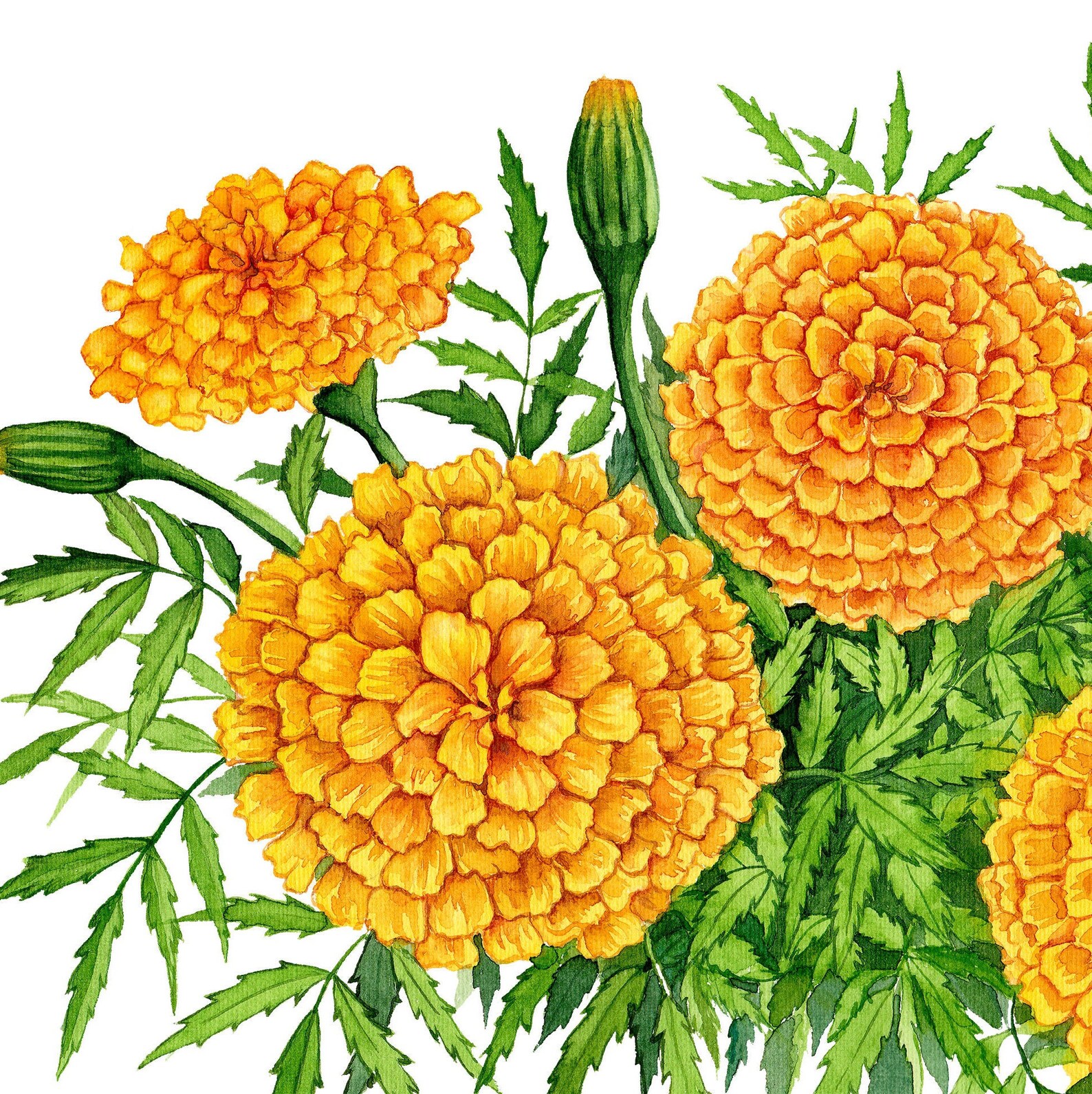Marigold Bunch Watercolor Printable Art Beautiful DIY Etsy