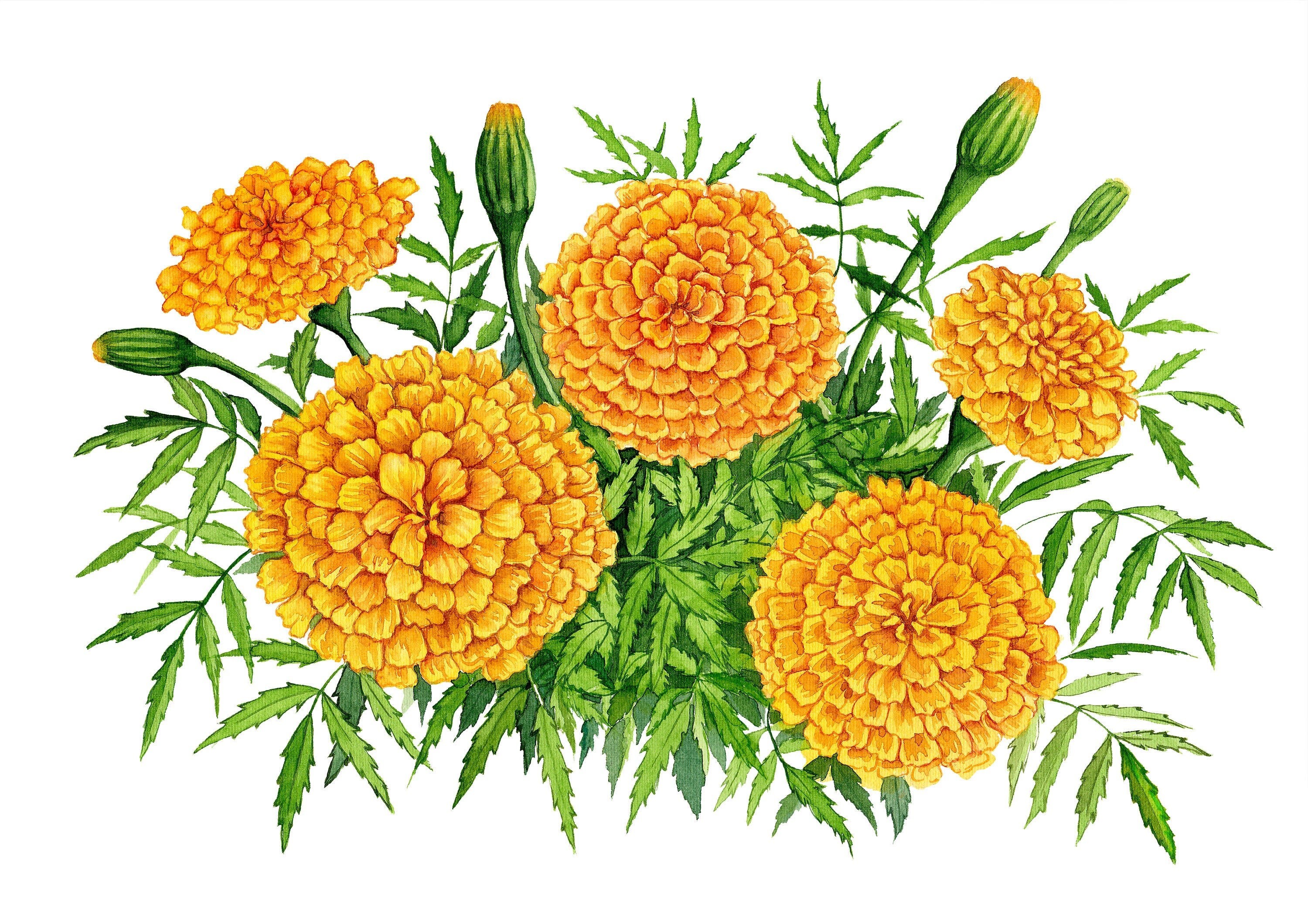 Marigold Bunch Watercolor Printable Art Beautiful DIY | Etsy