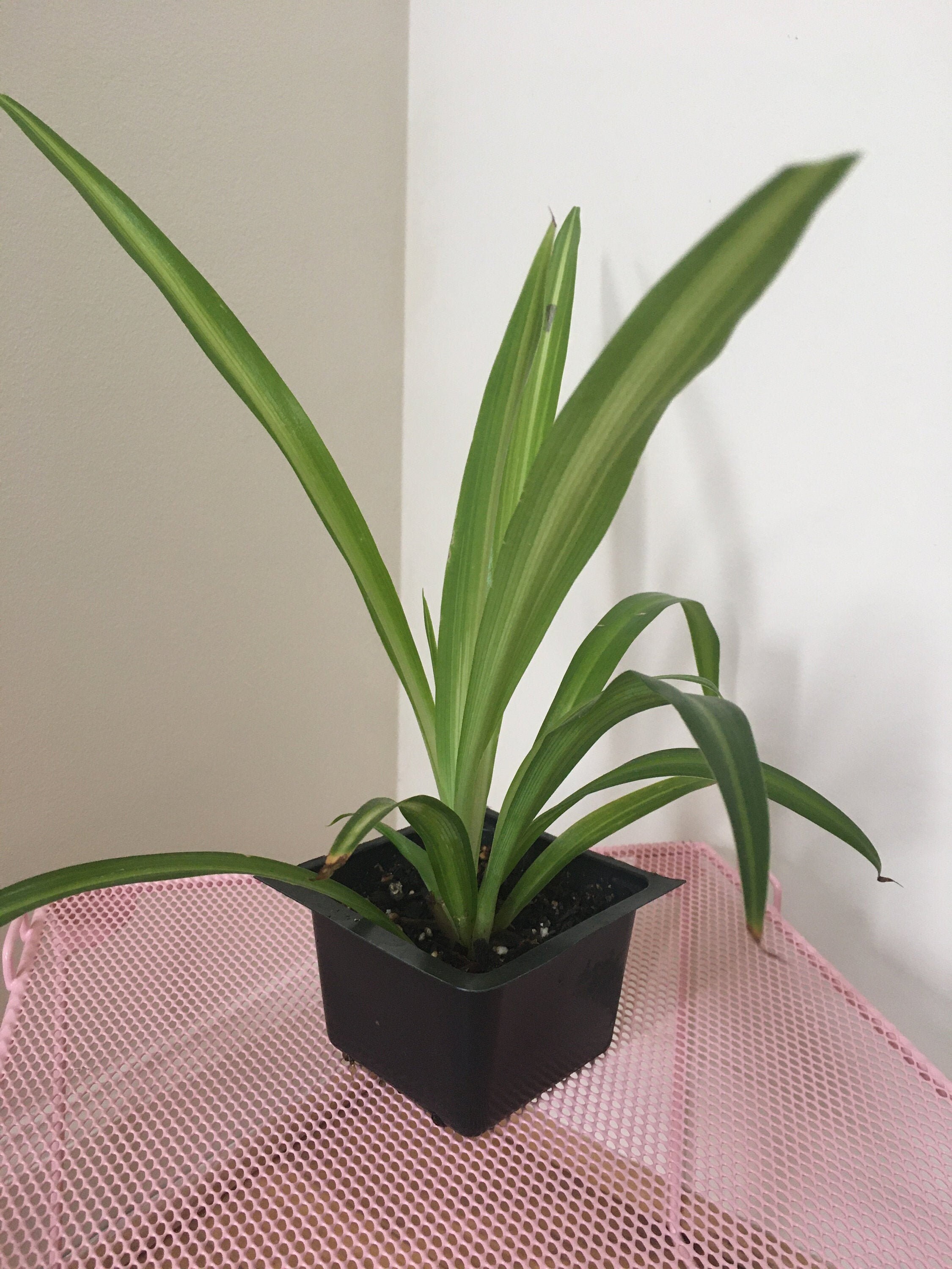 spider-plant-rooted-pup-etsy