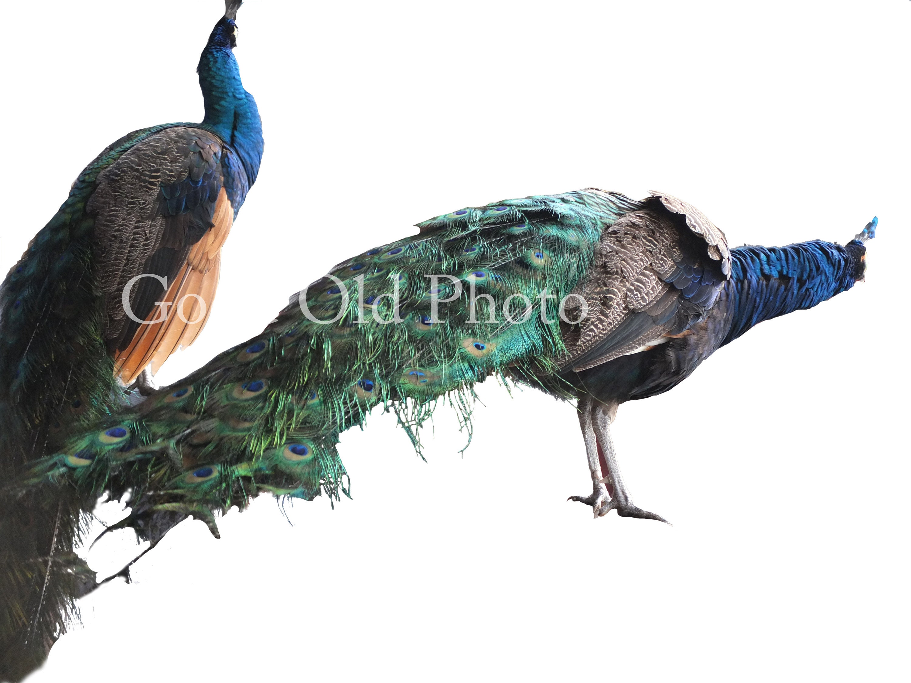 Buy Digital Overlay for Photo Editing. Peacocks. PNG .png Image Online in  India - Etsy