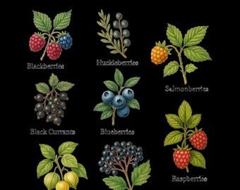 Conjunto de imágenes prediseñadas de bayas del noroeste, ilustraciones botánicas de bayas, imágenes PNG vintage de recolección de alimentos, elementos de diseño natural