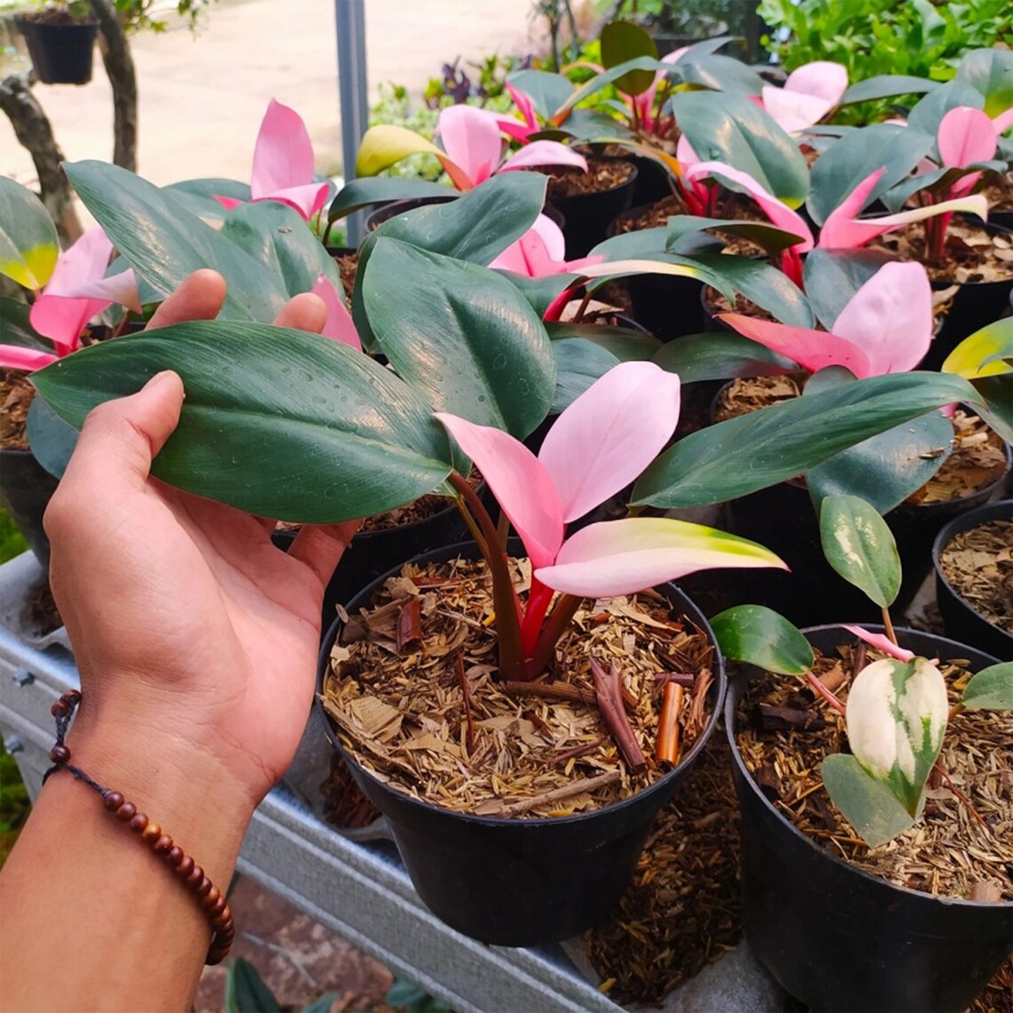 Pink Congo Philodendron For Sale – BNVB