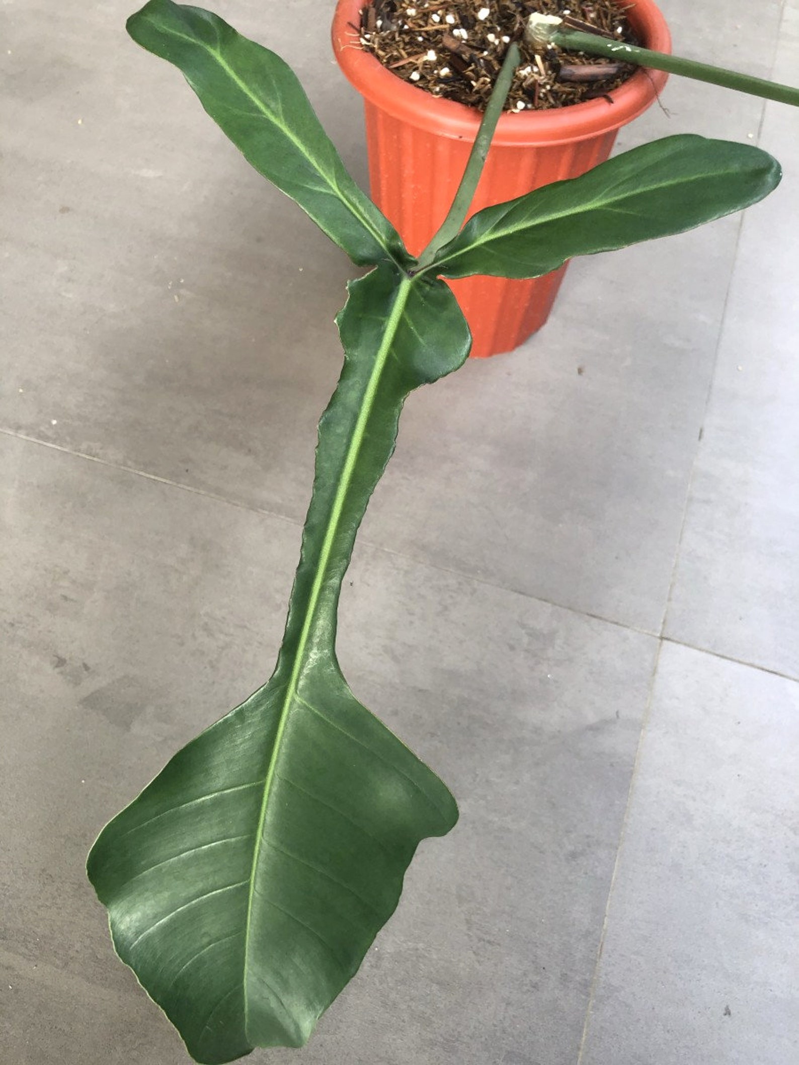 SALE Philodendron joepii Rare Exotic Tropical Aroid Plant Etsy