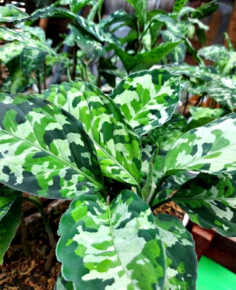 Aglaonema Pictum Tricolor Zierpflanze Garten Frische Pflanze Etsy