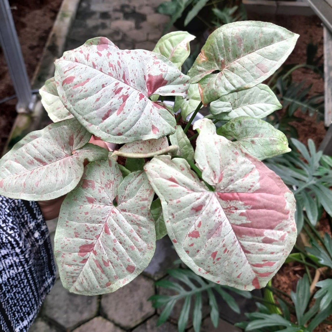 SALE Syngonium MILK Confetti Special White Pink Variegated Etsy