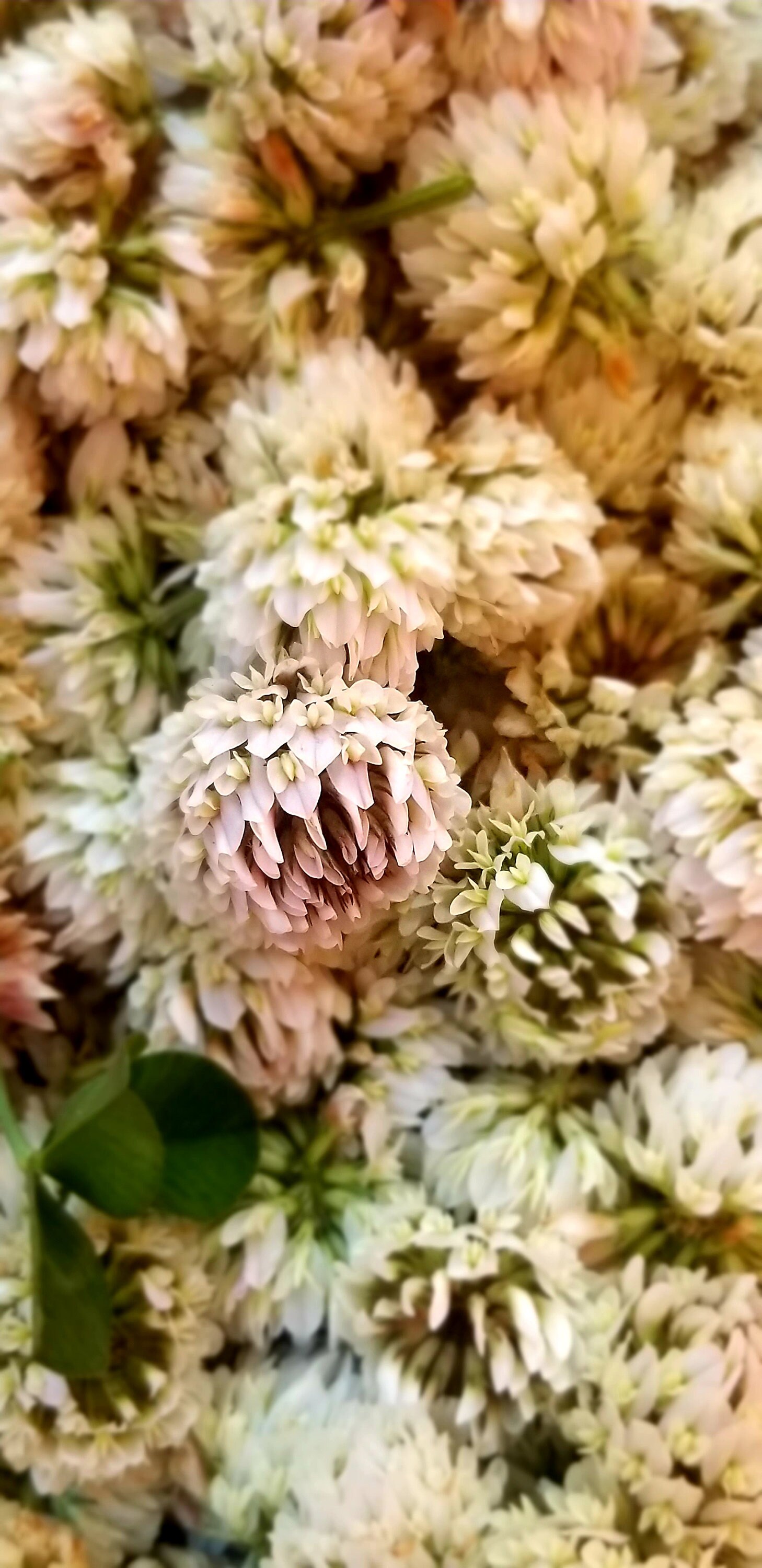Organic Dried White Clover Flower Tea/wild Harvested/buds Only Etsy