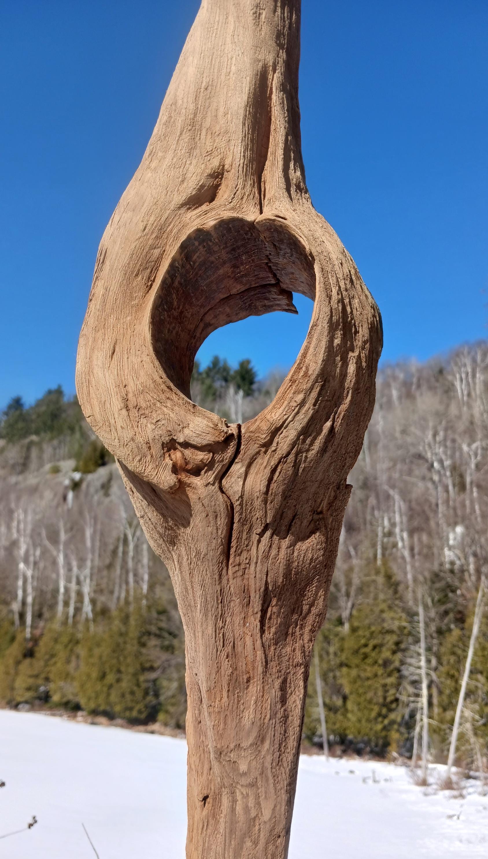 Hollowed Red Pine Driftwood, Weathered Rustic Decor (34 Inches