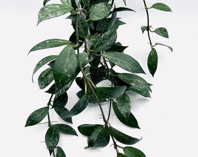 Hoya Lacunosa X Obscura Splash Etsy