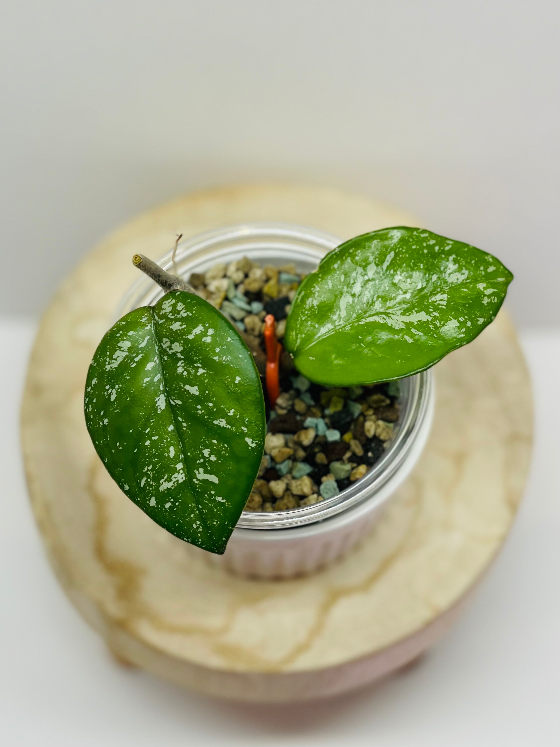 Hoya Michelle splash mb1258 rare Hoya houseplant rooted cutting ships in moss! Hoya Michelle splash mb1258 rare Hoya houseplant rooted cutting ships in moss!