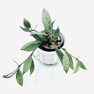 限定0709 *ホヤ*hoya *ラクノーサ * LOUISA´S SILVER 本店激安