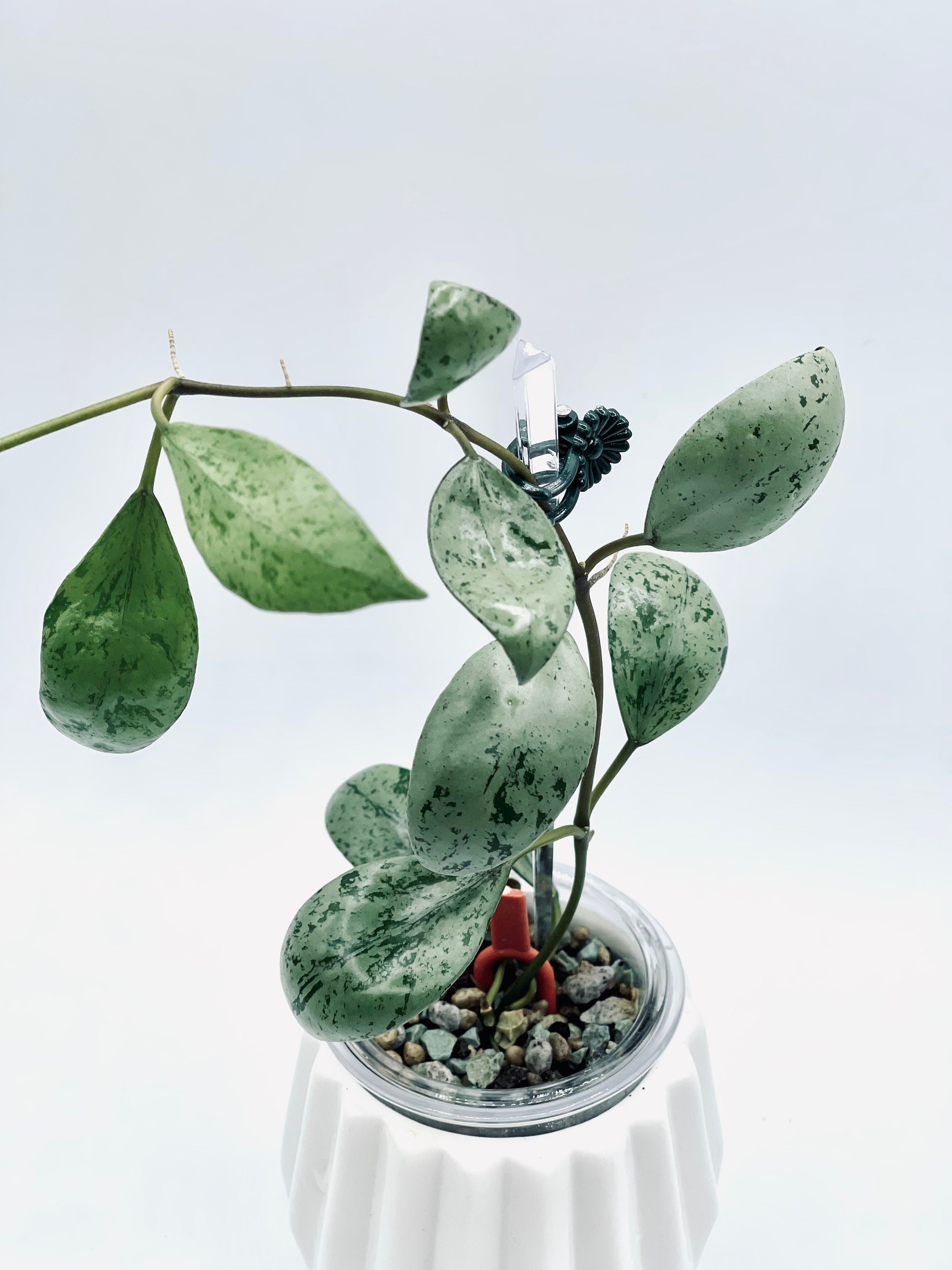 HOYA ホヤ クリスタル ホットグラス 2ヶセット アイリッシュコーヒー