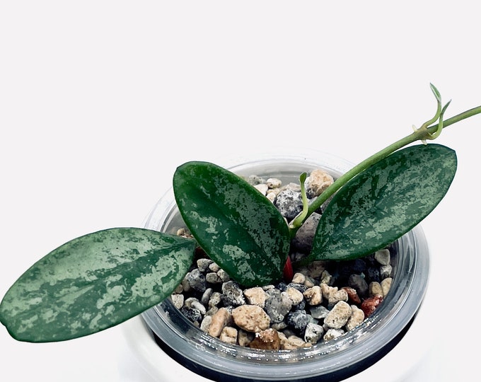 Hoya Lima Splash - Etsy