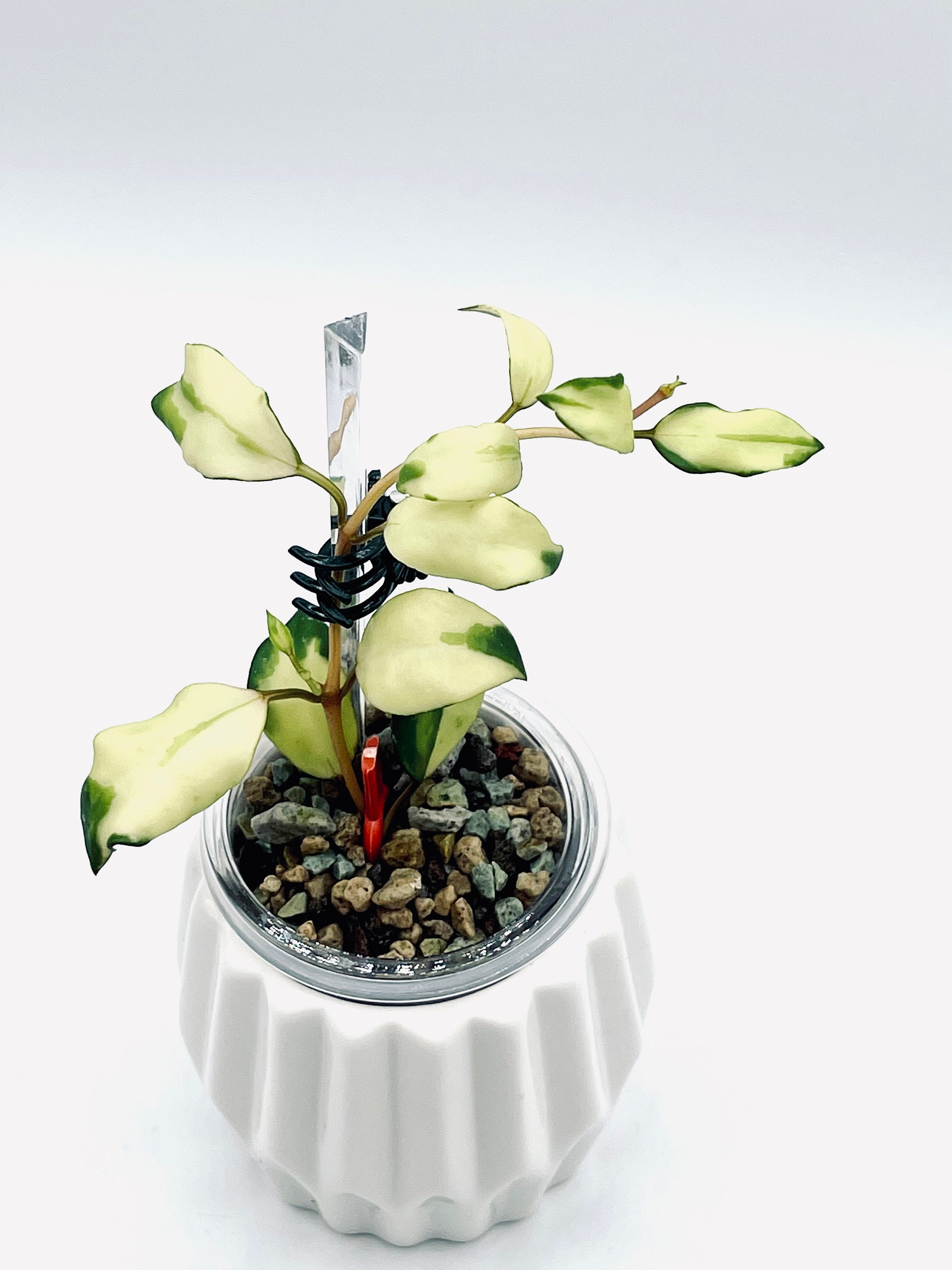 Hoya Lacunosa Minara - Etsy