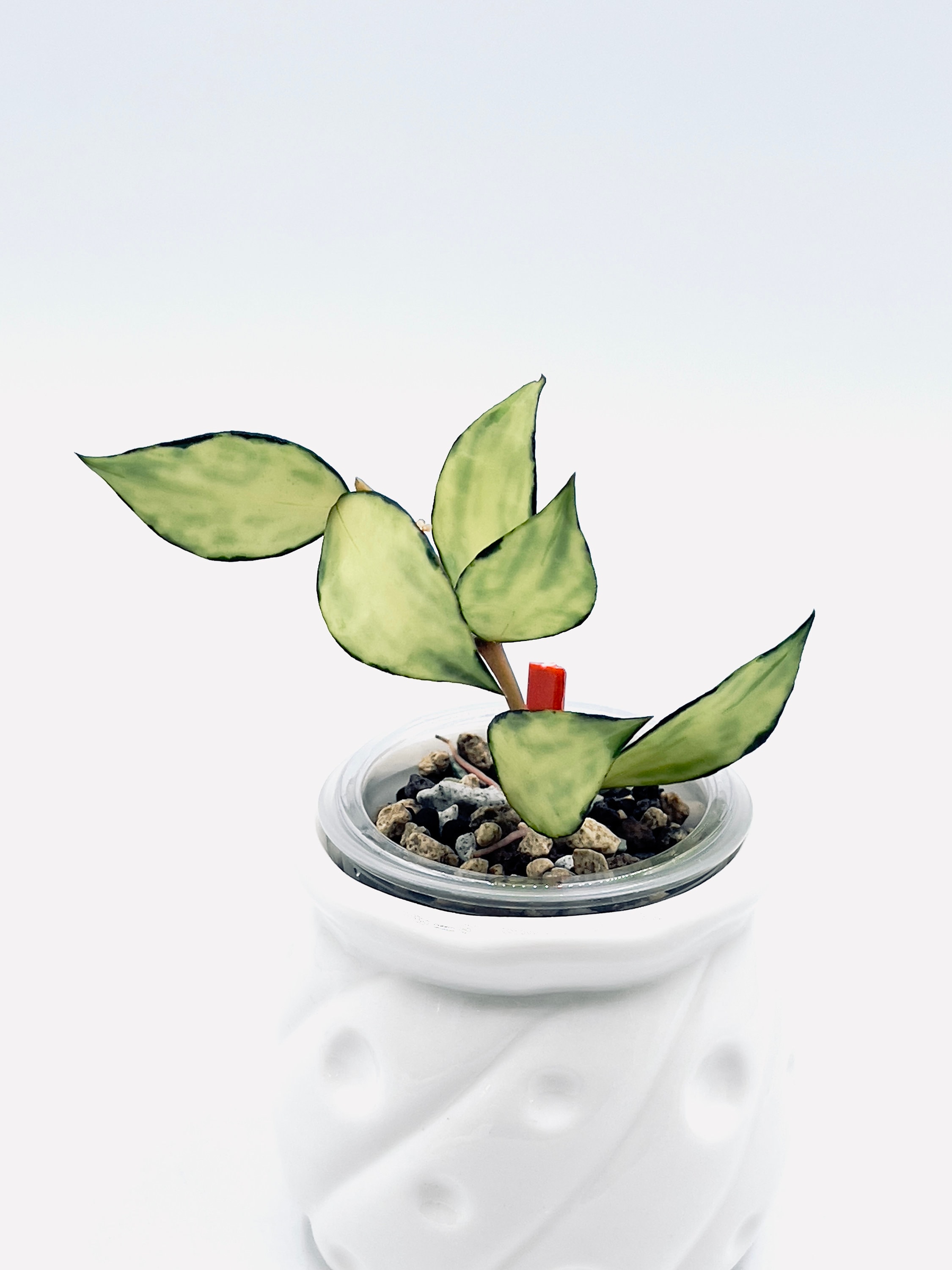 Hoya Lacunosa Souma - Etsy