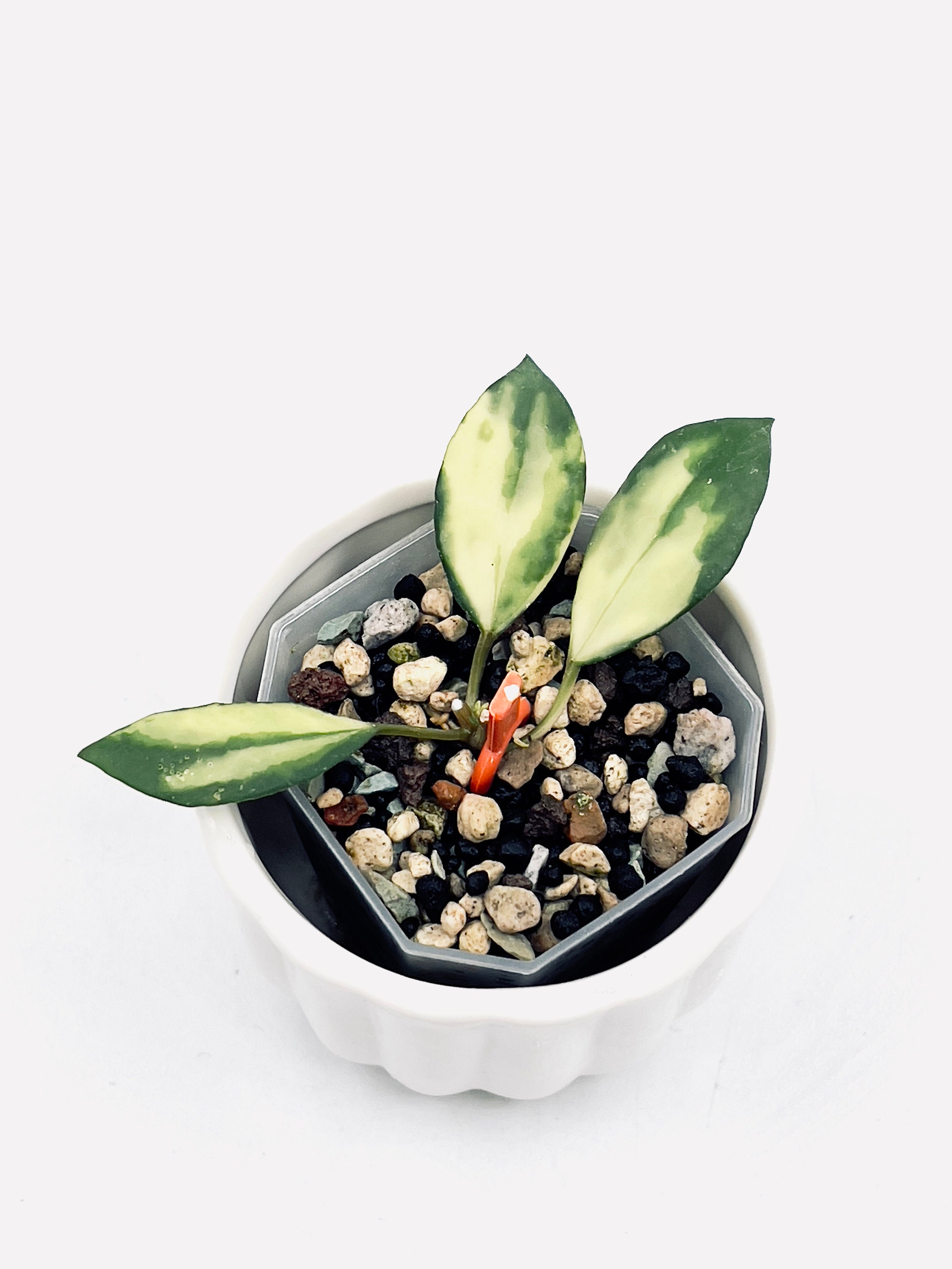 Rare Hoya Lacunosa Minara - Etsy