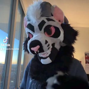 Può includere: Una testa di fursuit con un design maculato in bianco e nero, orecchie interne rosa e occhi rosa. La fursuit ha un colletto di pelliccia nera e viene indossata con una felpa con cappuccio blu. Il logo TikTok e il nome utente "born.to.bite" sono visibili.