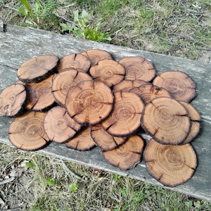 Set of 20 Oak wood slices