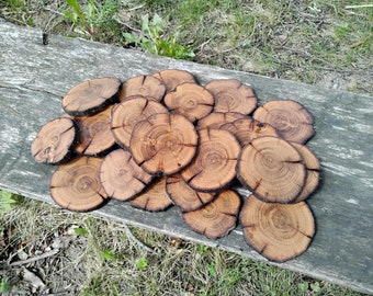 Set of 20 Oak wood slices