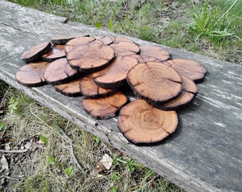 Set of 1000 Oak Wood slices