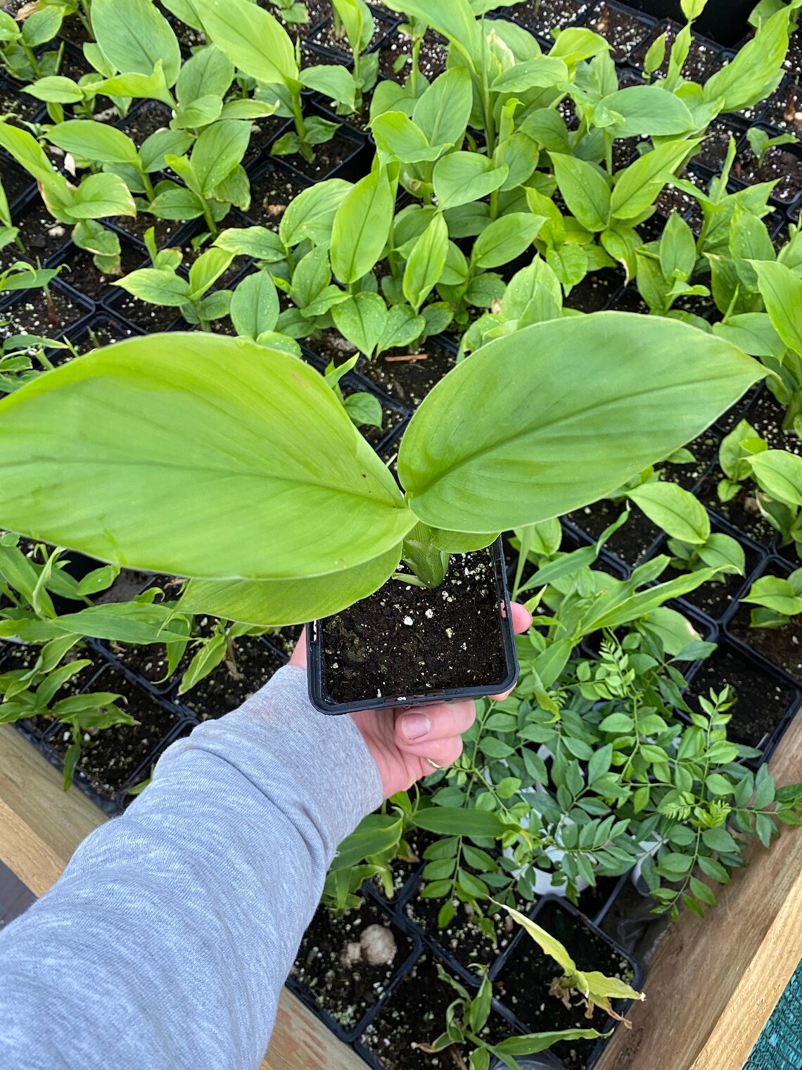 Thai Black Ginger, Sand Ginger, Turmeric, Ginger, Galangal, Fingerroot