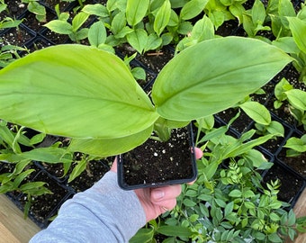 Thai Black Ginger, Sand Ginger, Turmeric, Ginger, Galangal, Fingerroot Plants.